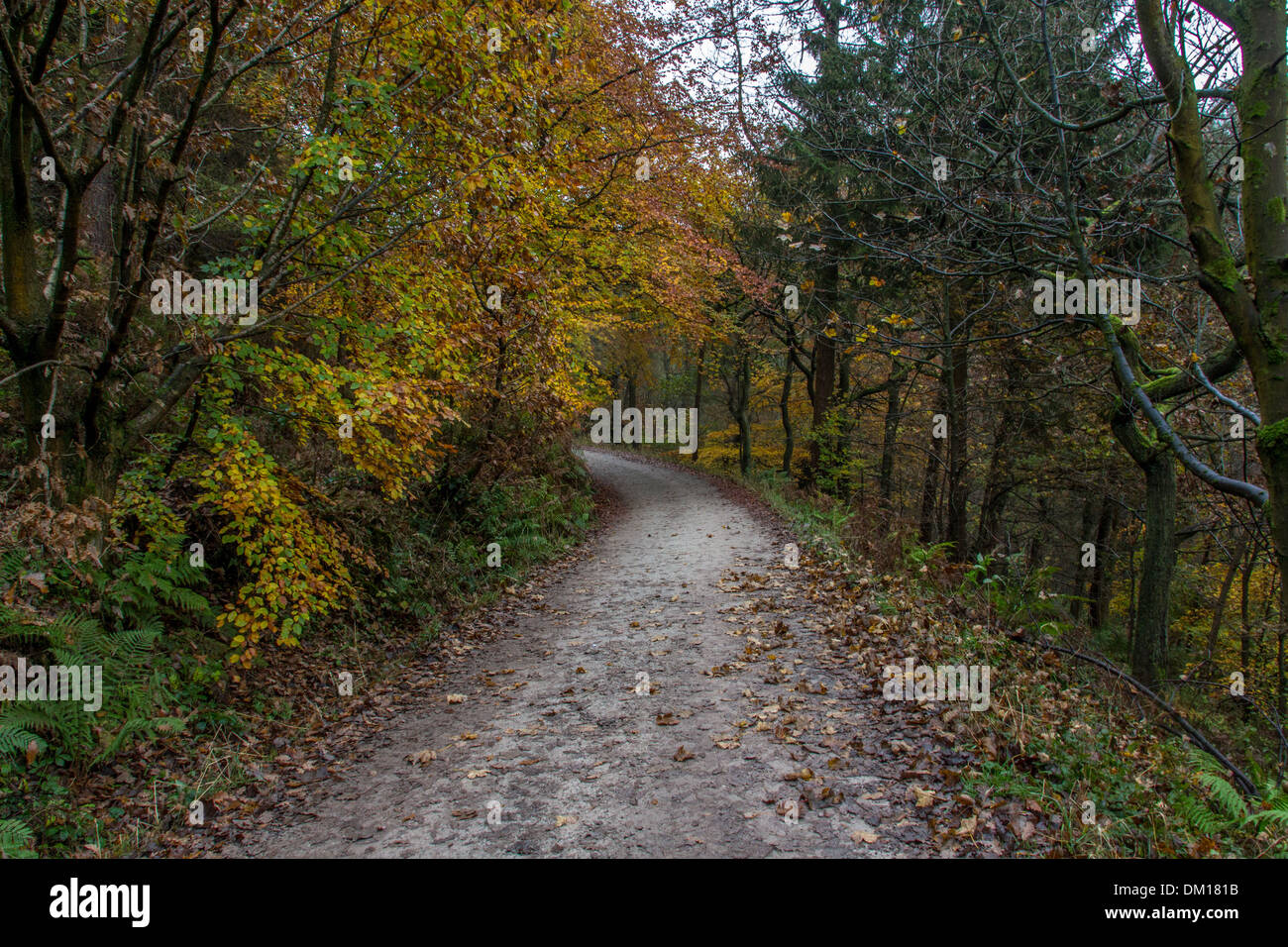 Tree lined lane in Autumn with a damp road leading into the distance. Stock Photo