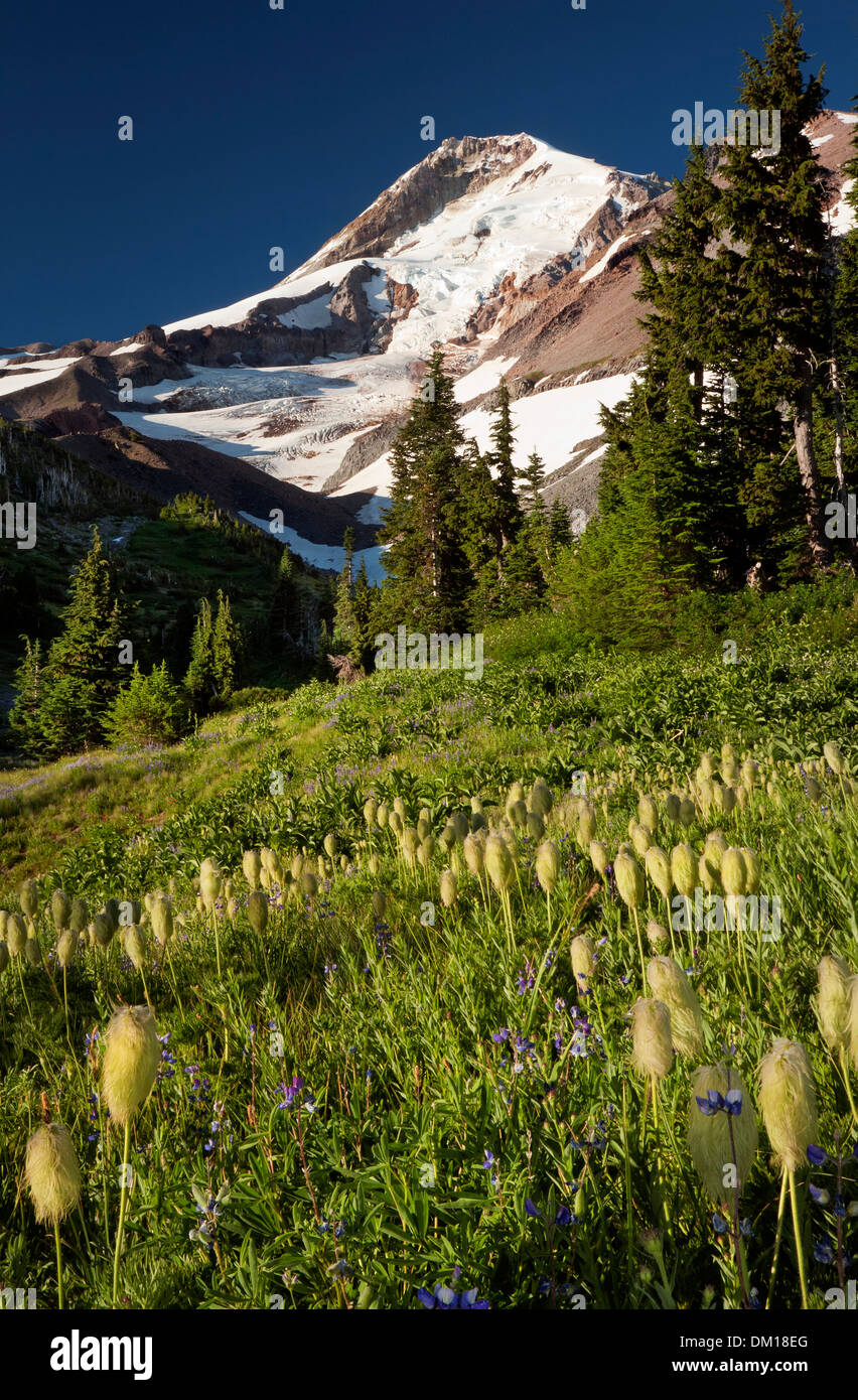 OREGON - Western pasque flower and lupine blooming at Elk Cove in the Mount Hood Wilderness area. Stock Photo