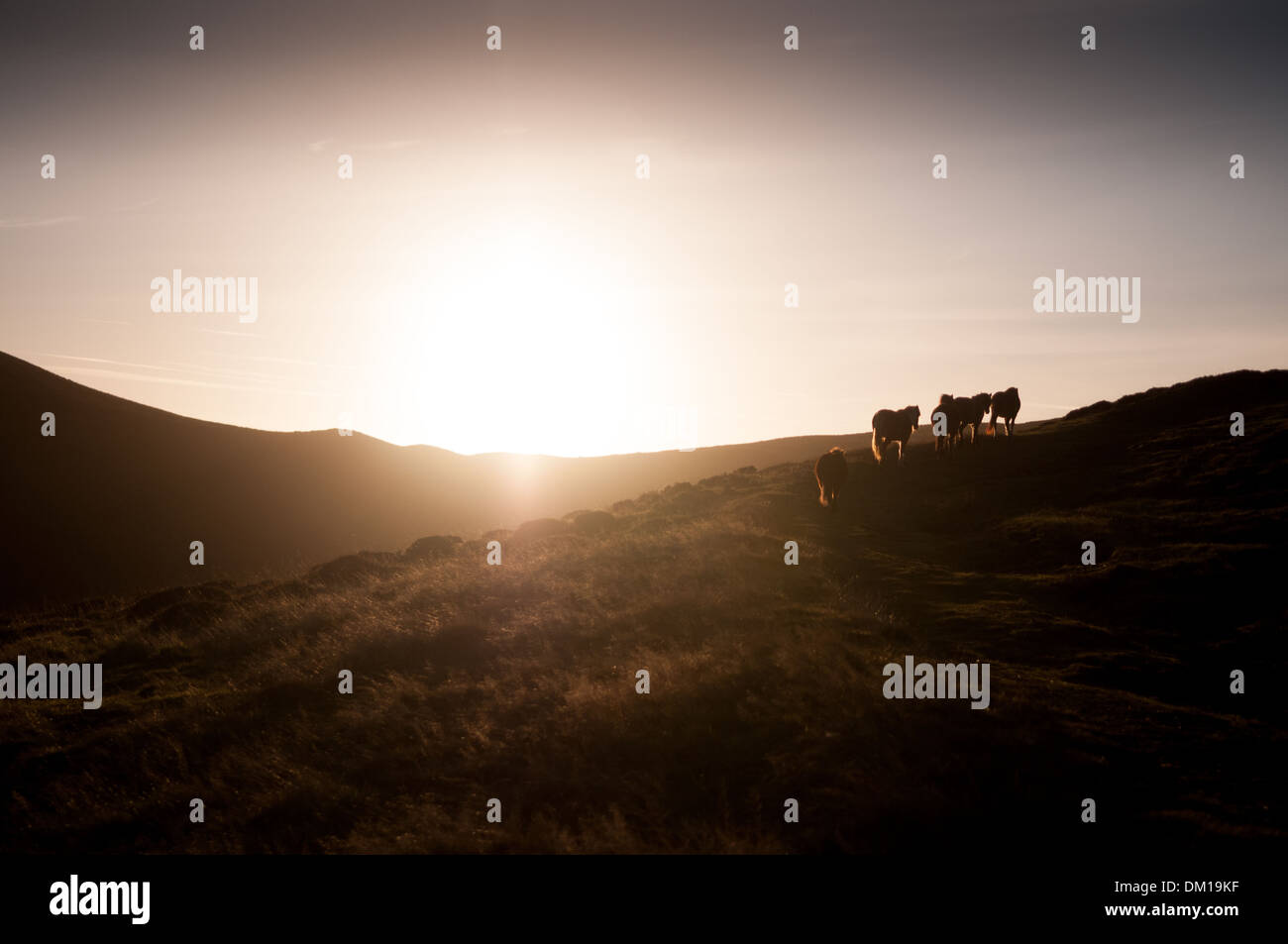 Wild horses trotting up the hill against the sunset at Cardingmill Valley, Long Mynd, Shropshire, England Stock Photo