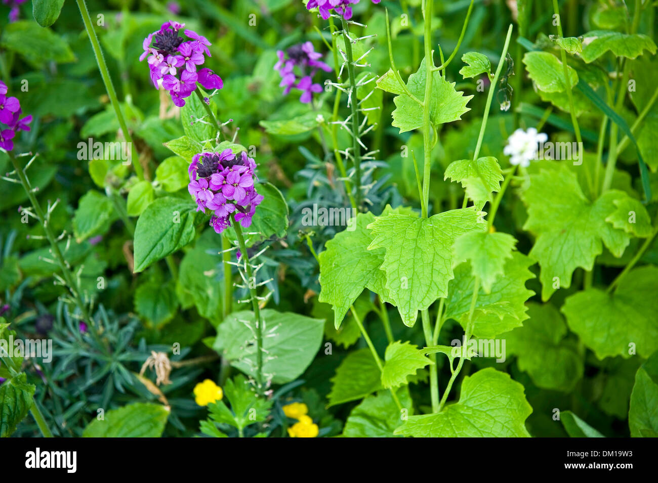 Wild flowers and plants growing in a Welsh garden. Stock Photo