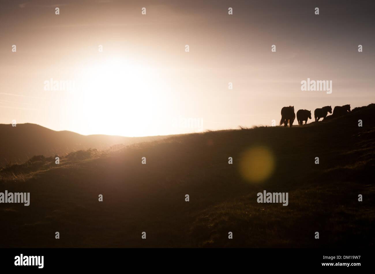 Wild horses trotting up the hill against the sunset at Cardingmill Valley, Long Mynd, Shropshire, England Stock Photo