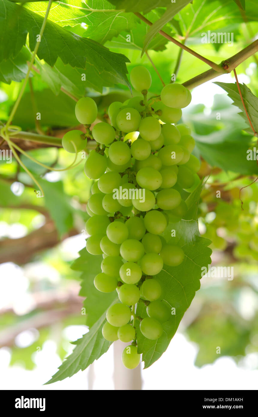 grapes with green leaves on the vine. fresh fruits Stock Photo
