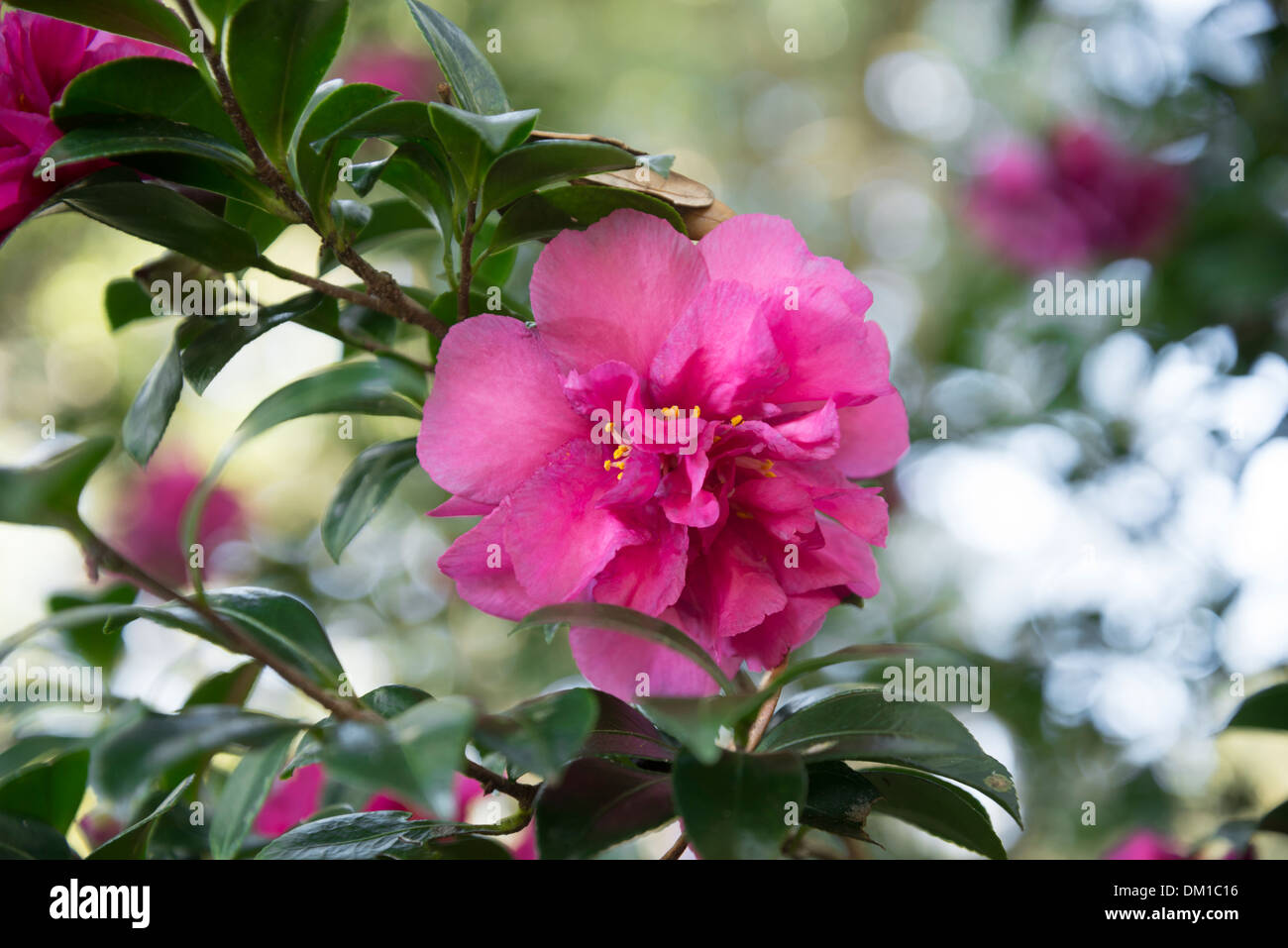 Beautiful flowering camellia hi-res stock photography and images - Alamy