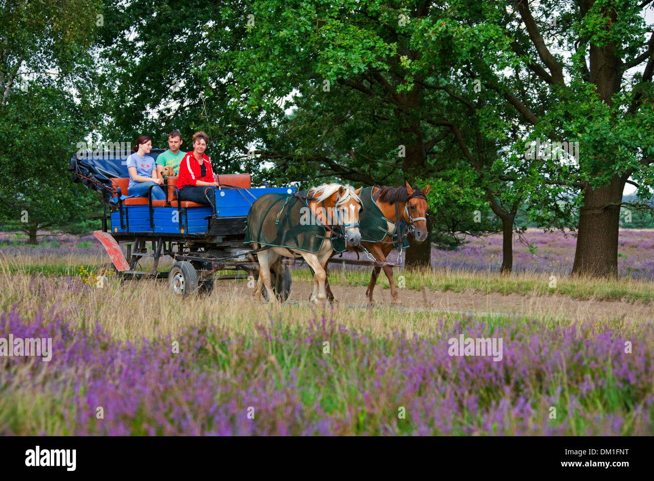 Horse-drawn carriage with tourists riding through Lüneburg Heath / Lunenburg Heathland in summer with heather flowering, Germany Stock Photo