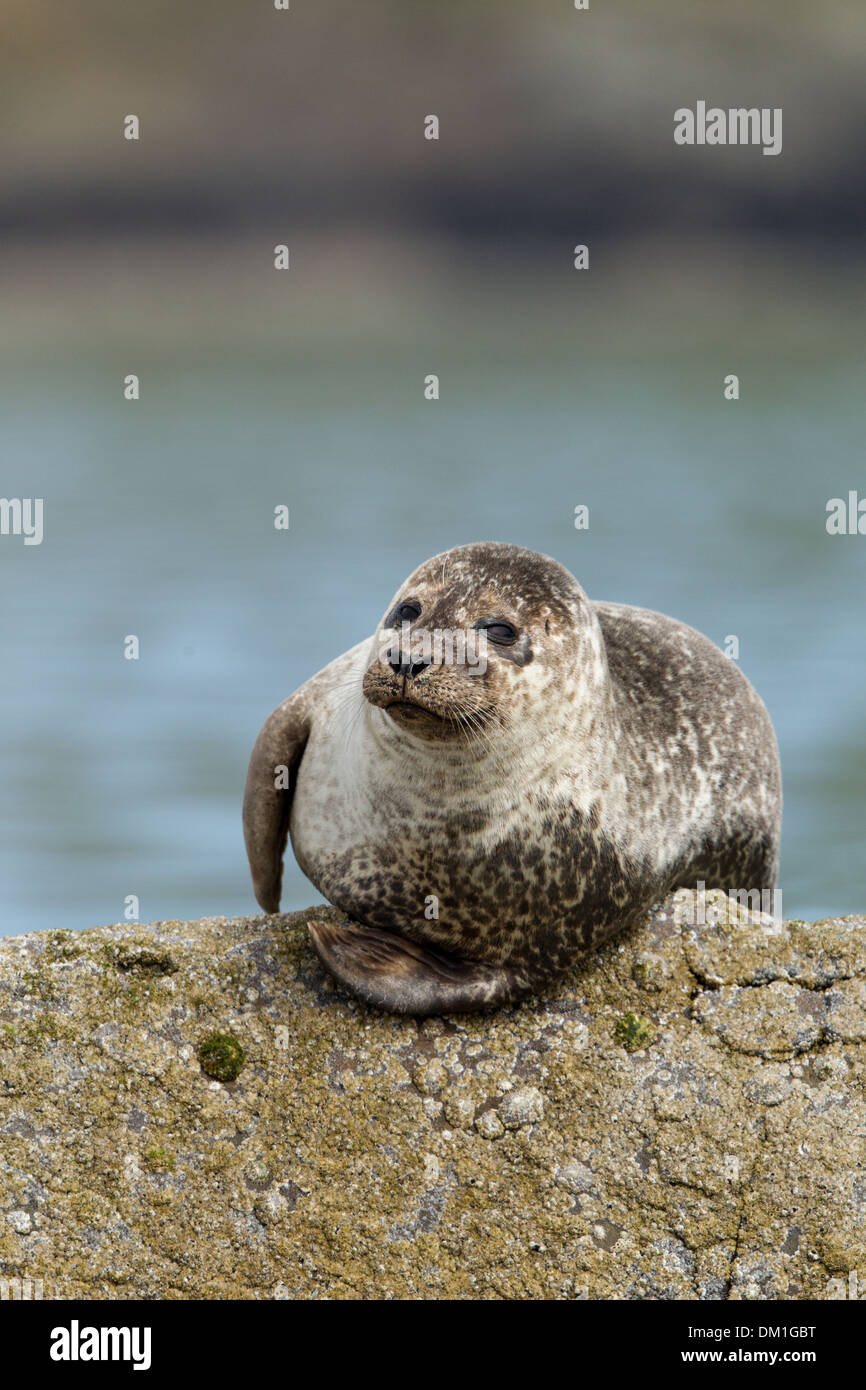 Common Seal also known as Harbor (or Harbour) Seal Phoca vitulina, Shetland, Scotland Stock Photo