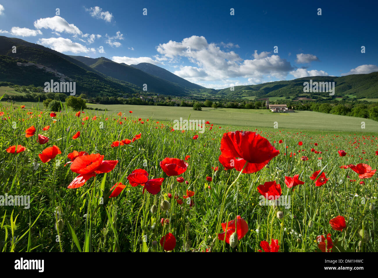 field nr Campi, Umbria, Italy Stock Photo