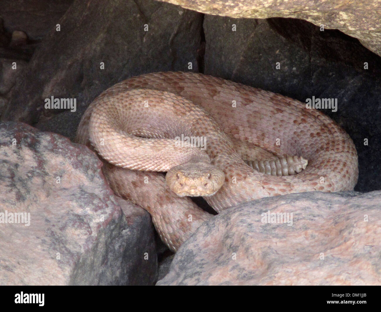 pale rattlesnake in the Grand Canyon. Rattlesnakes are a group of venomous snakes of the genera Crotalus and Sistruru Stock Photo