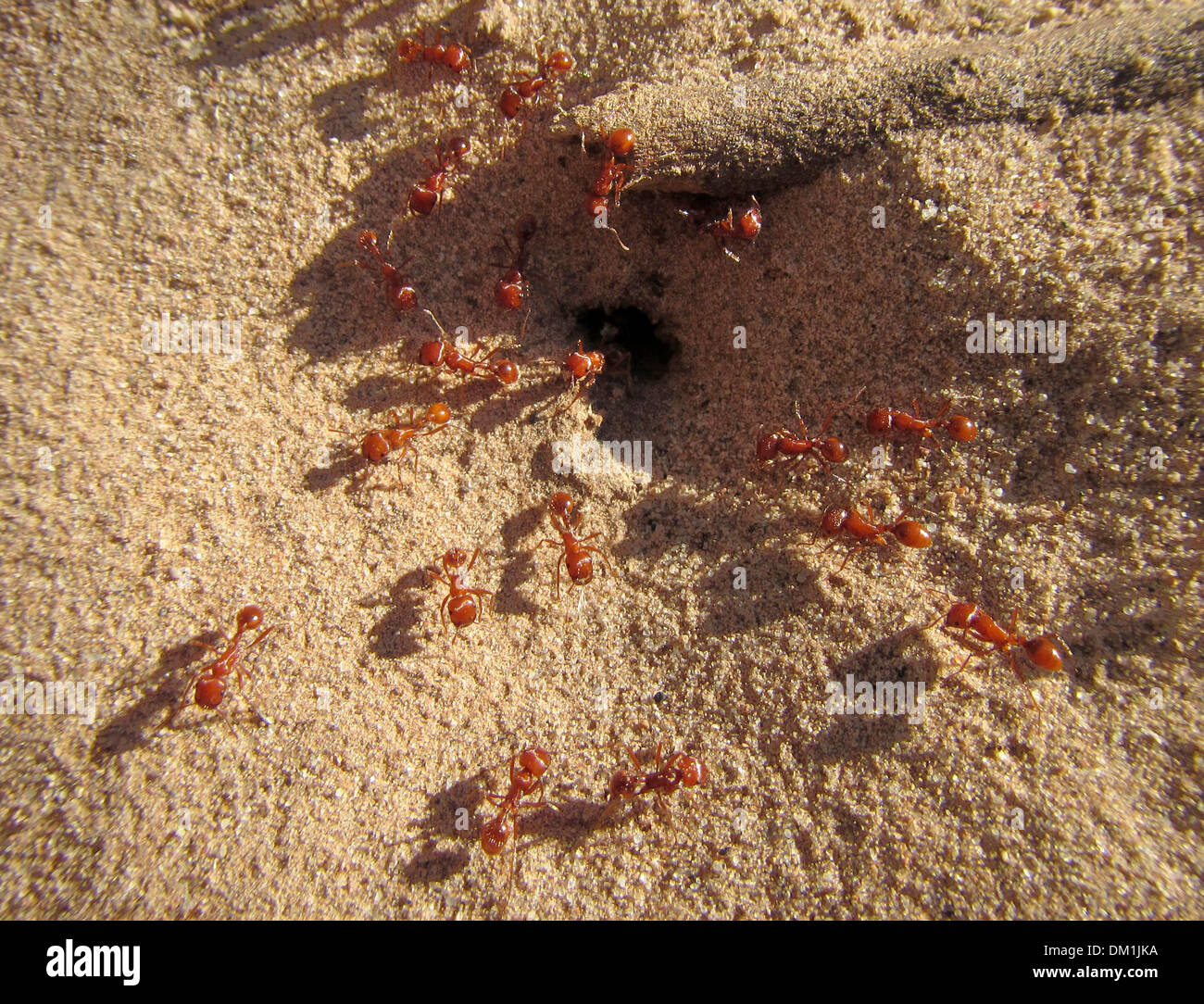 Red or Fire Ants entering and leaving the colony mound. There were along the shores of the Colorado River in the Grand Canyon. Stock Photo