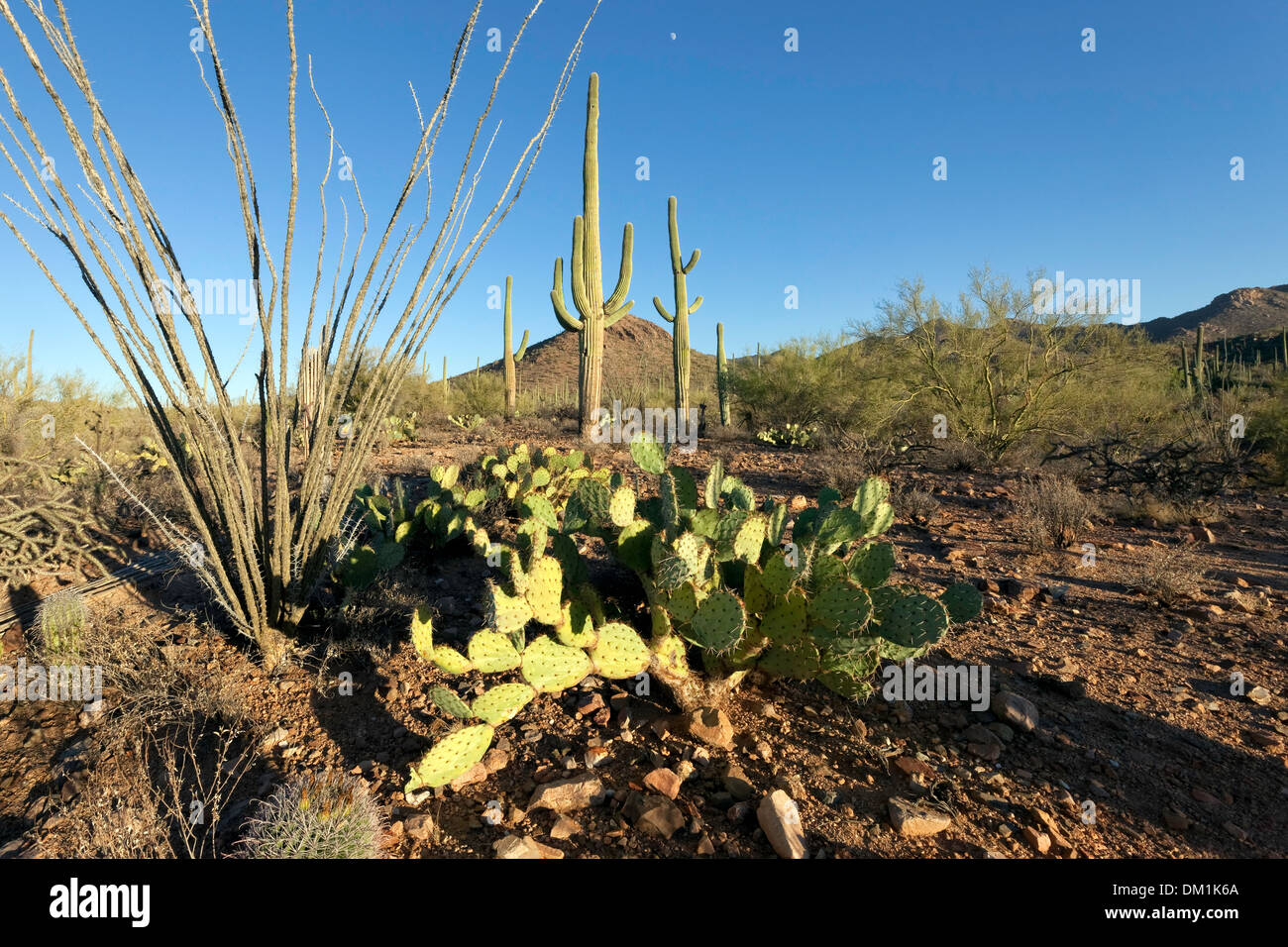 Saguaro West National Park, Tucson, Arizona Stock Photo
