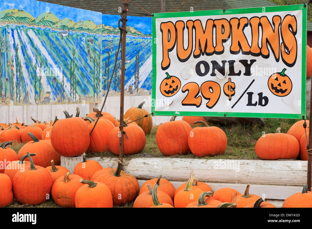 Pumpkin Farm near Davenport,Santa Cruz County,California,USA Stock