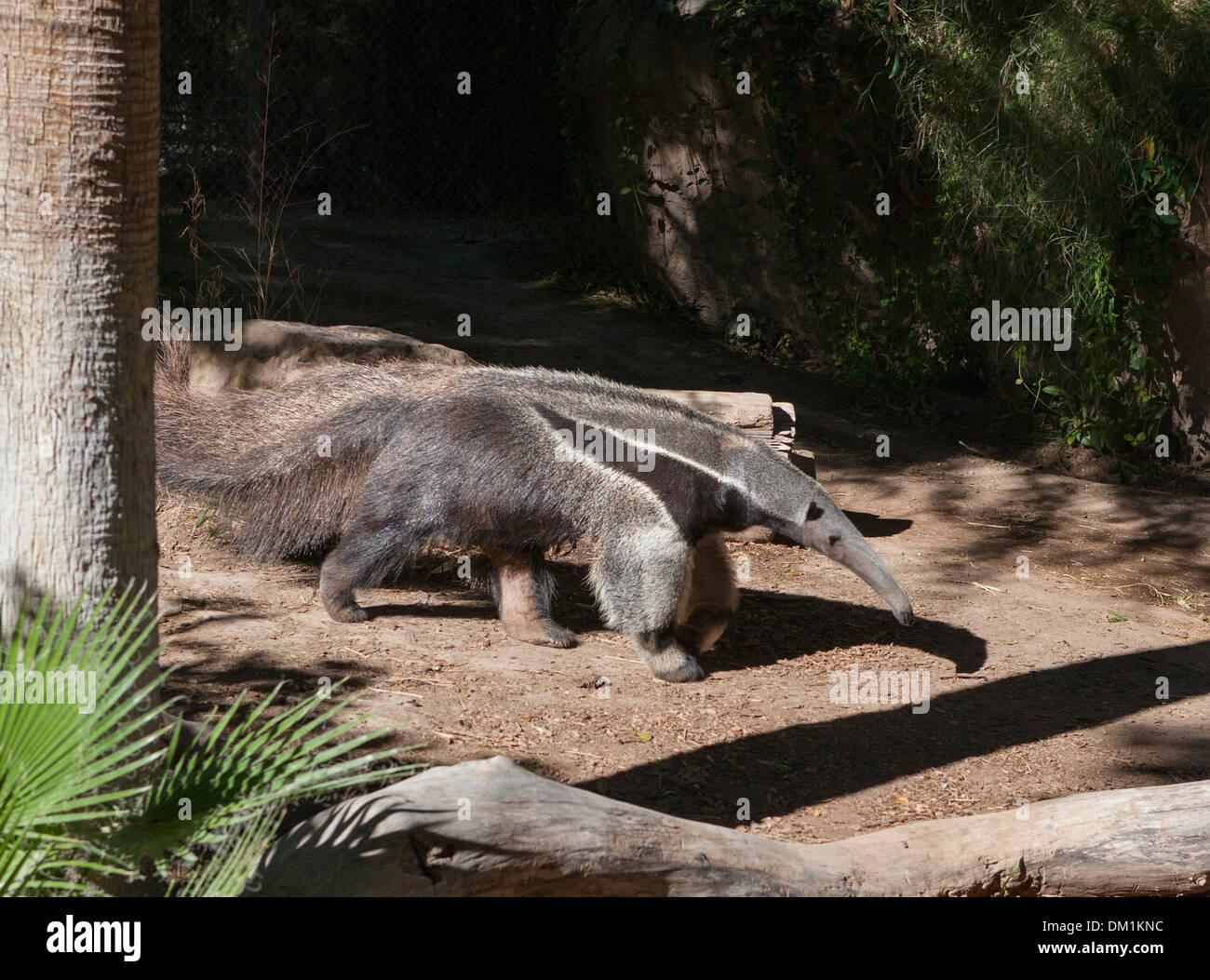 Giant anteater (Myrmecophaga tridactyla), also known as the ant bear, is a large insectivorous mammal. Stock Photo