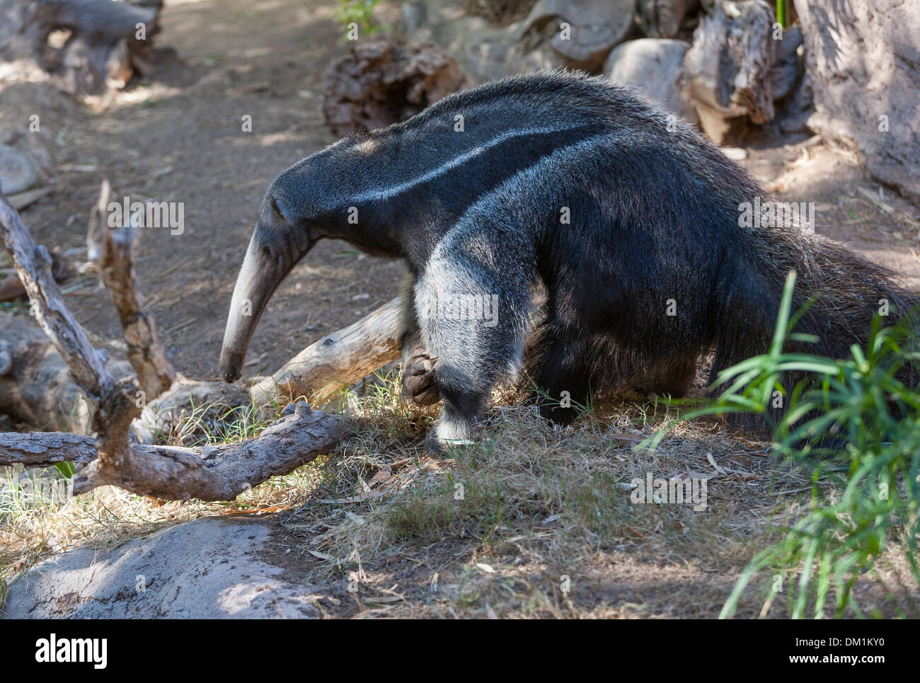 Giant anteater (Myrmecophaga tridactyla), also known as the ant bear ...