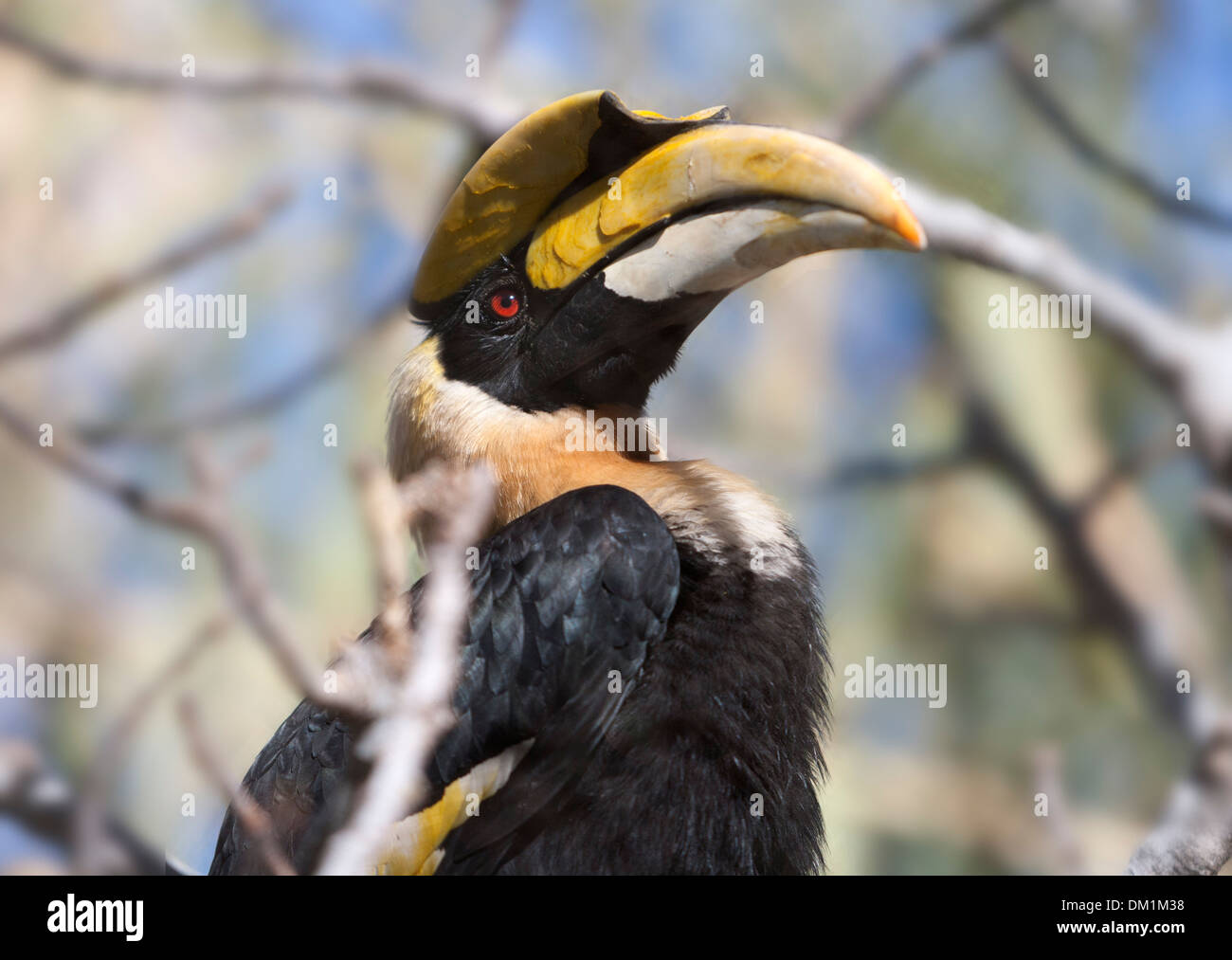 The great hornbill (Buceros bicornis) also known as the great Indian hornbill or great pied hornbill, Stock Photo