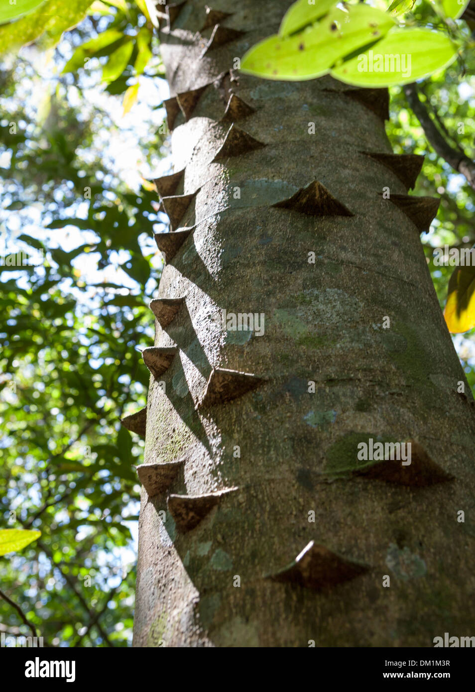 The Hercules Club tree, also known as the Devil’s Walking Stick, or Prickly Ash, is a species of tree, native to North America. Stock Photo