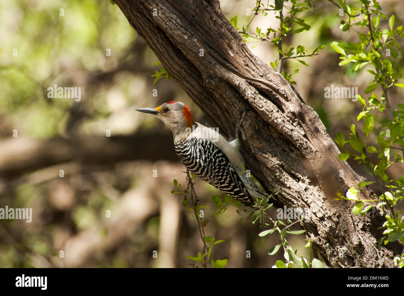 Golden Fronted Woodpecker in a tree at the Bentsen Rio Grande Valley State Park in Mission, Texas, USA Stock Photo