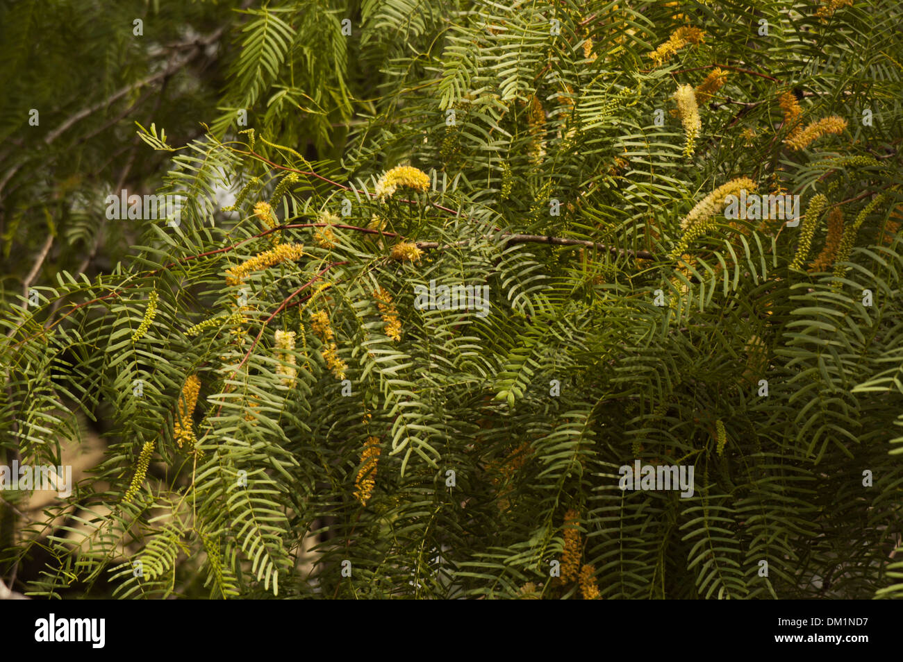 Close up of Mesquite Tree leaves and blossoms in the spring. Stock Photo