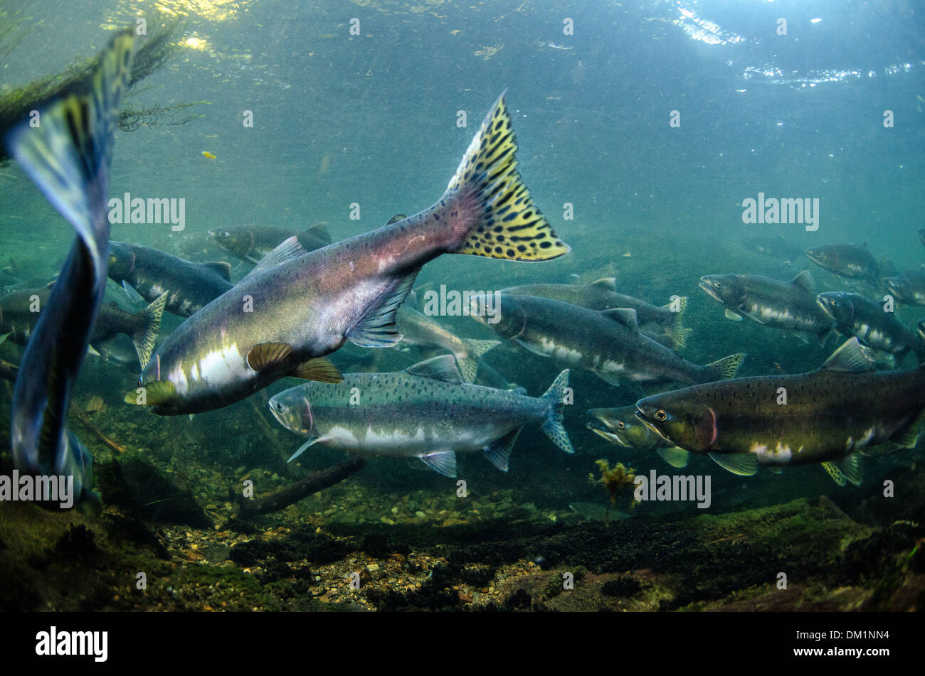 Pink salmon Oncorhynchus gorbuscha in an alaska river showing their tails and spots Stock Photo