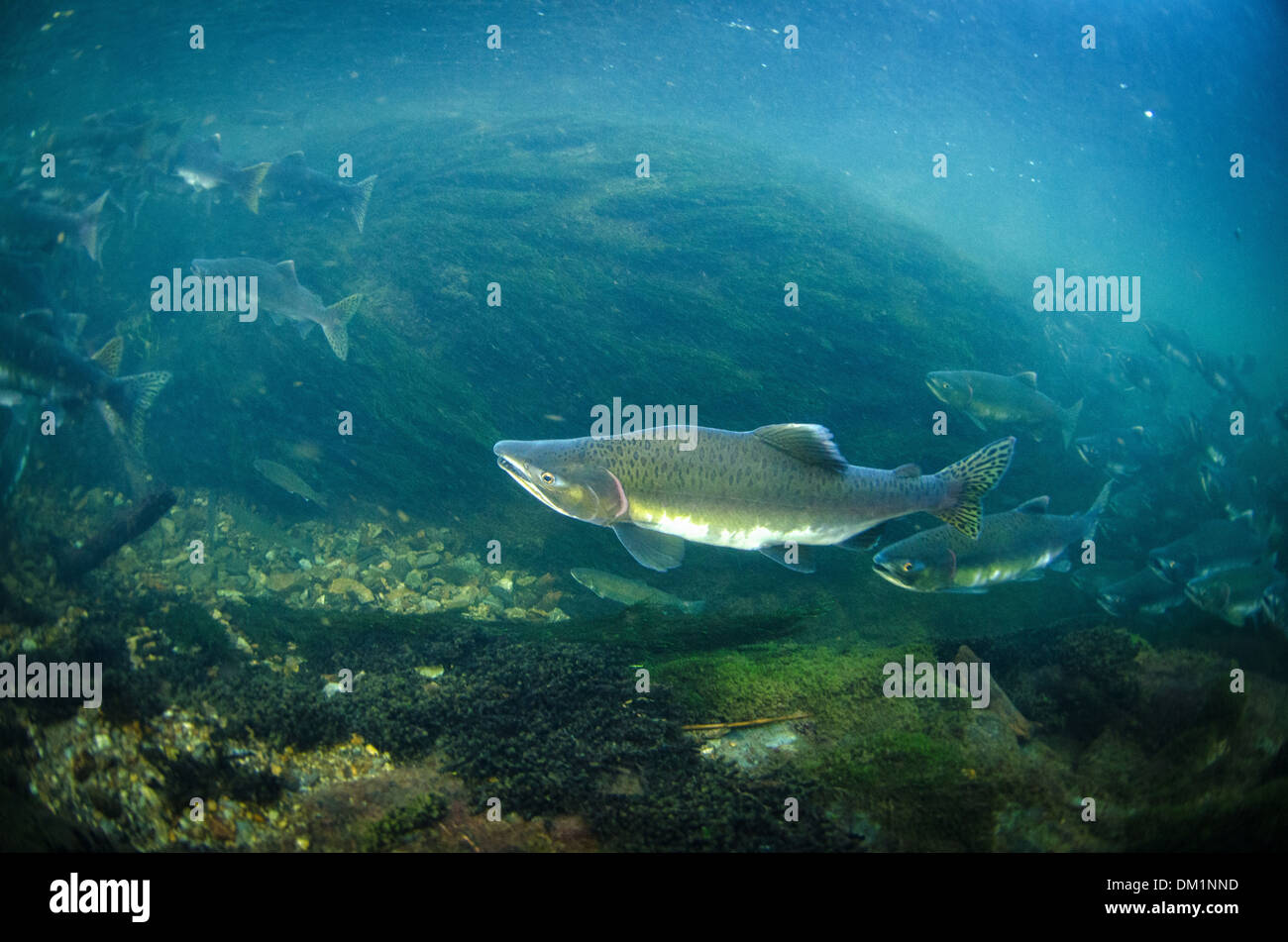 pink or humpback salmon Oncorhynchus gorbuscha swimming upstream in alaska taken underwater Stock Photo