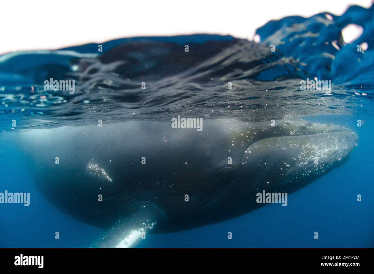 a half and half shot of a humpback whale Megaptera novaeangliae near the surface in antarctica Stock Photo