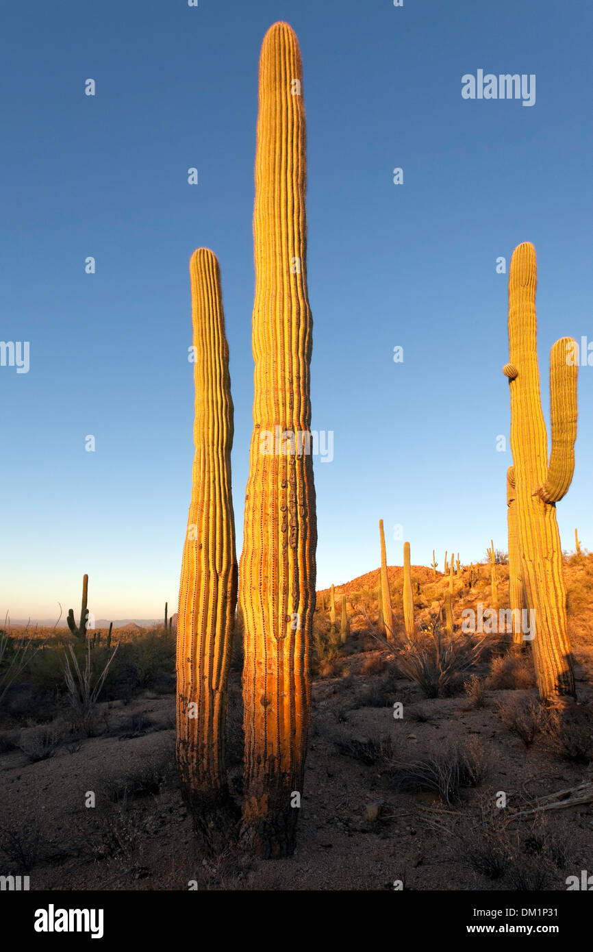 Giant Saguaro Cactus (Carnegiea gigantea), Saguaro West National Park, Tucson, Arizona Stock Photo