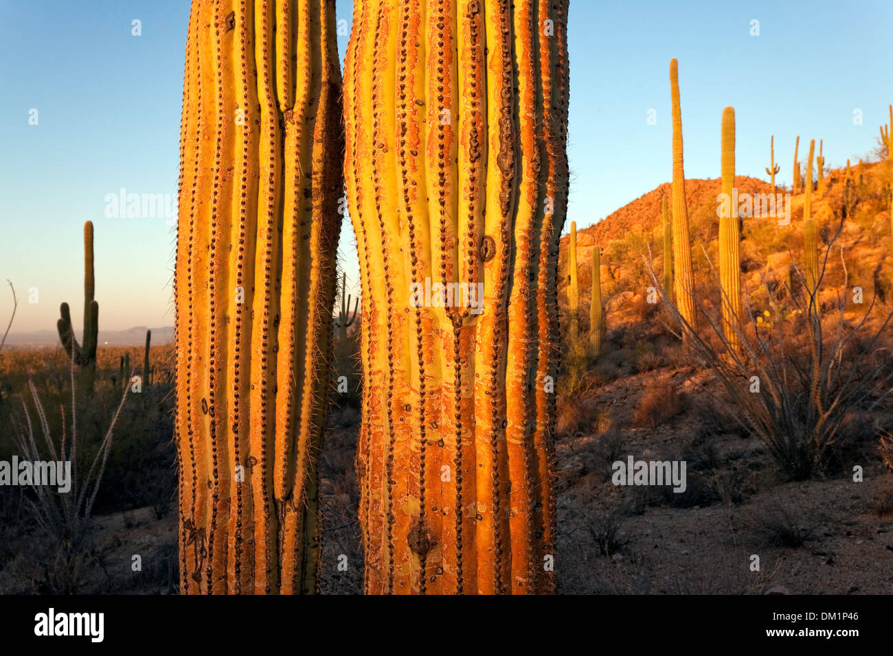 Giant Saguaro Cactus (Carnegiea gigantea), Saguaro National Park, West Unit, Tucson, Arizona Stock Photo
