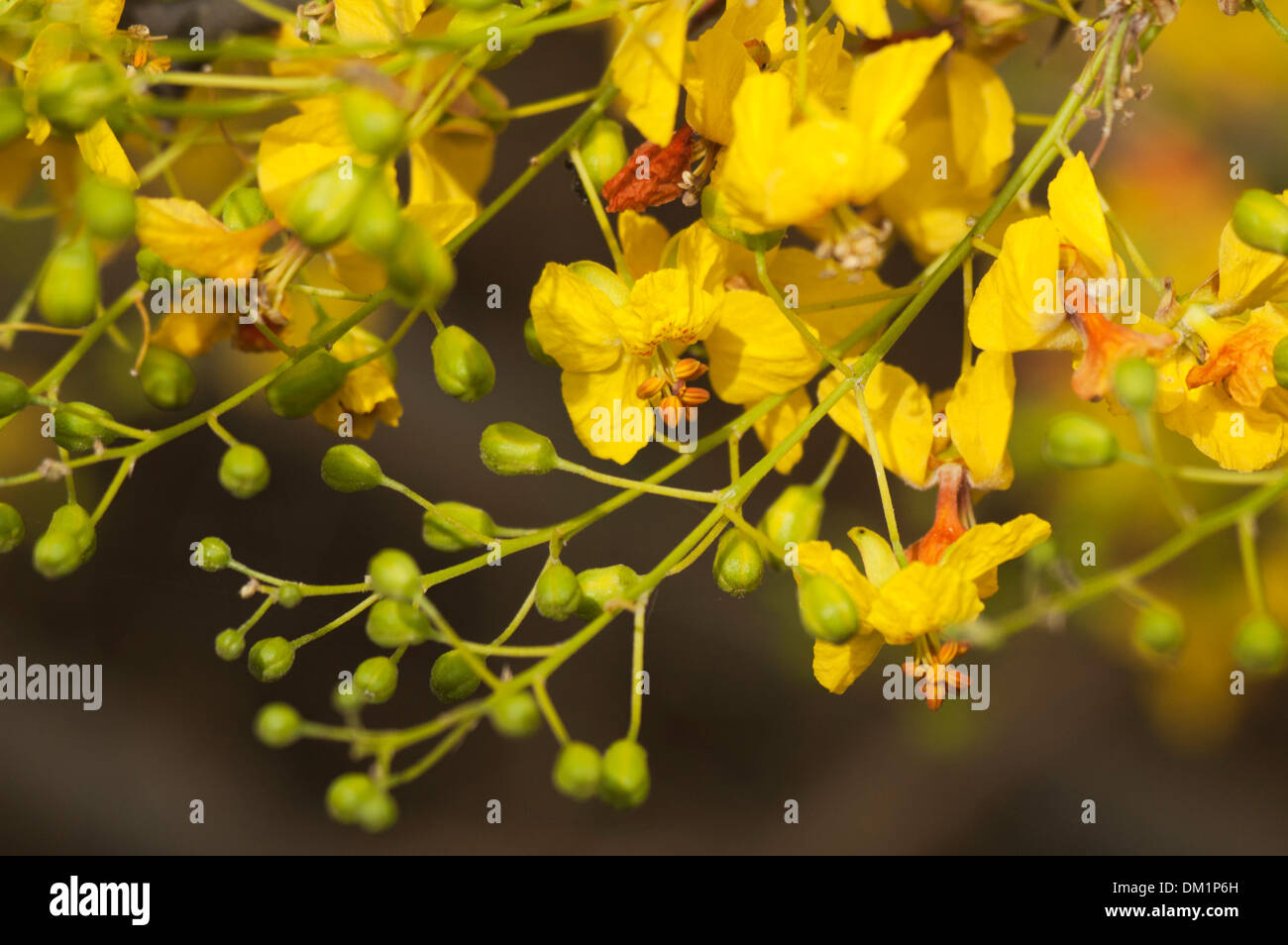 Retama Tree blossoms Stock Photo Alamy