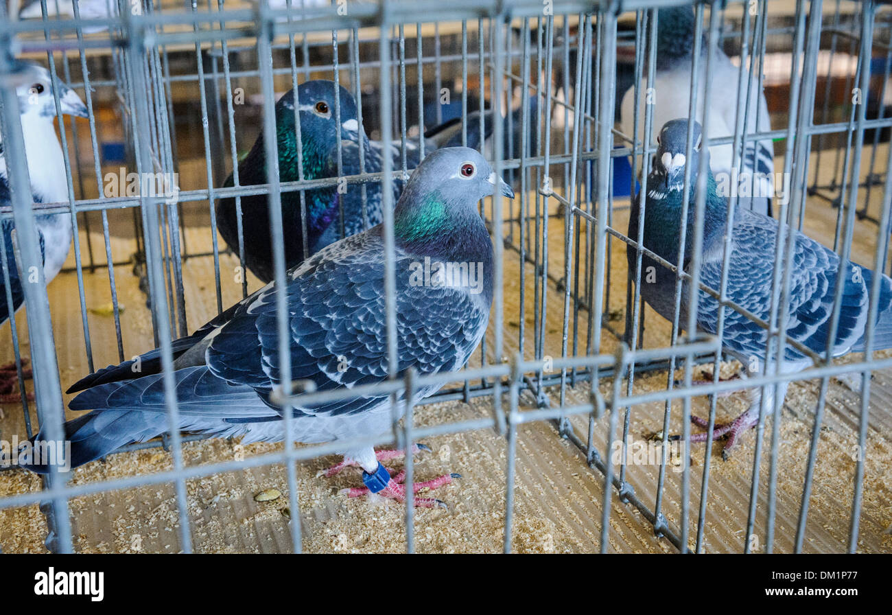 Pigeons in a cage at a Pigeon Show in South Lanarkshire Scotland Stock