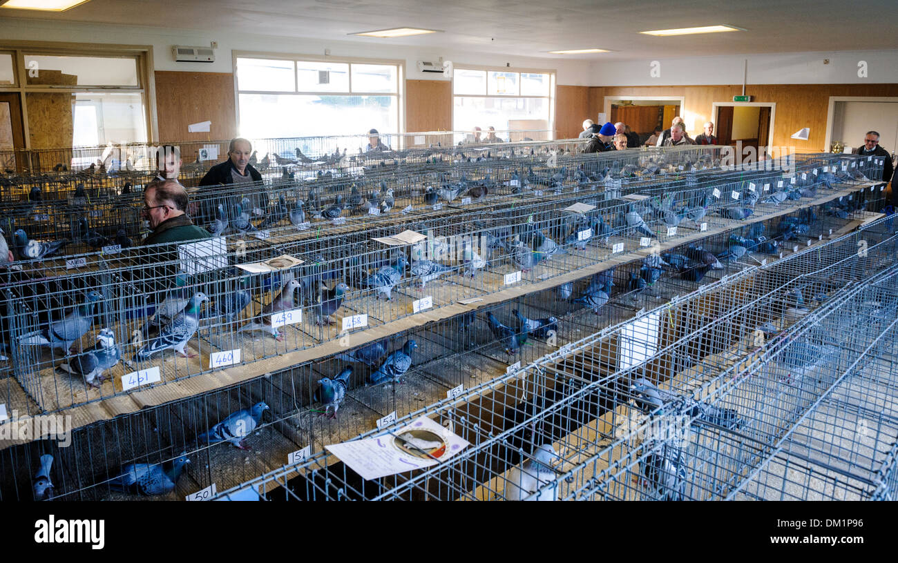 Hundreds of pigeons in cages at a pigeon show in South Lanarkshire