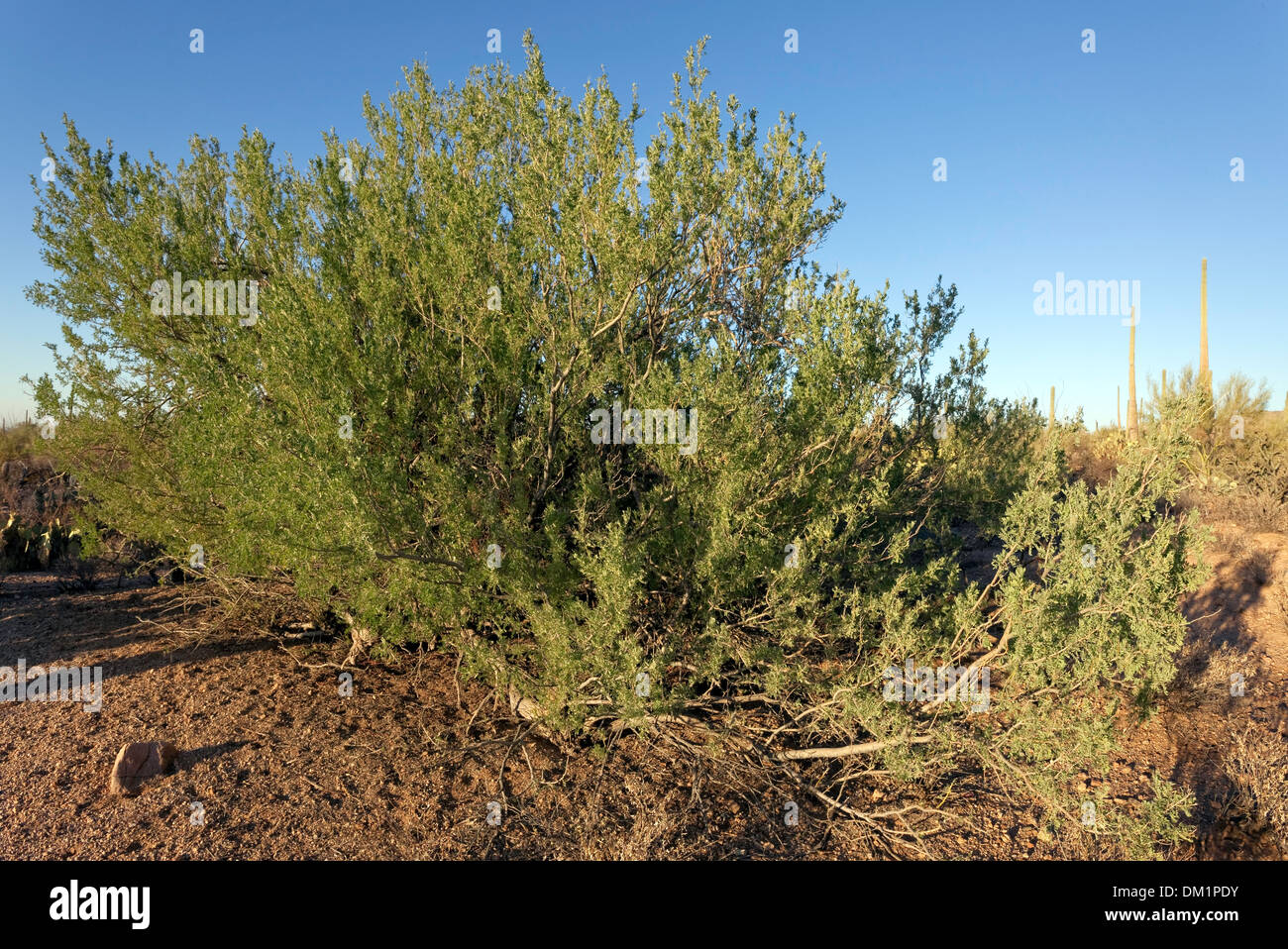 Desert Ironwood Tree (Olneya tesota), Saguaro West National Park