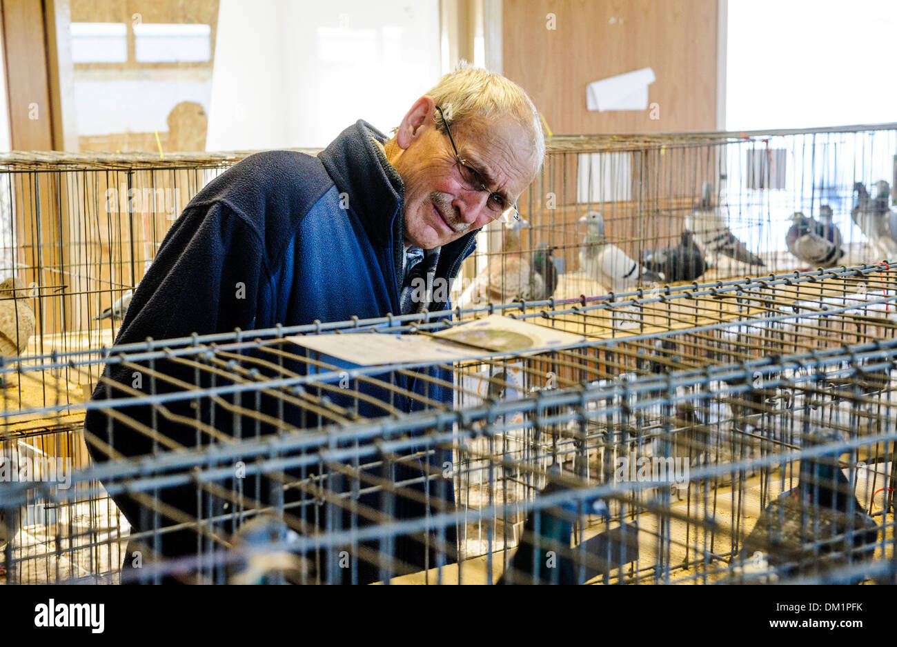 Fancier pigeon hires stock photography and images Alamy