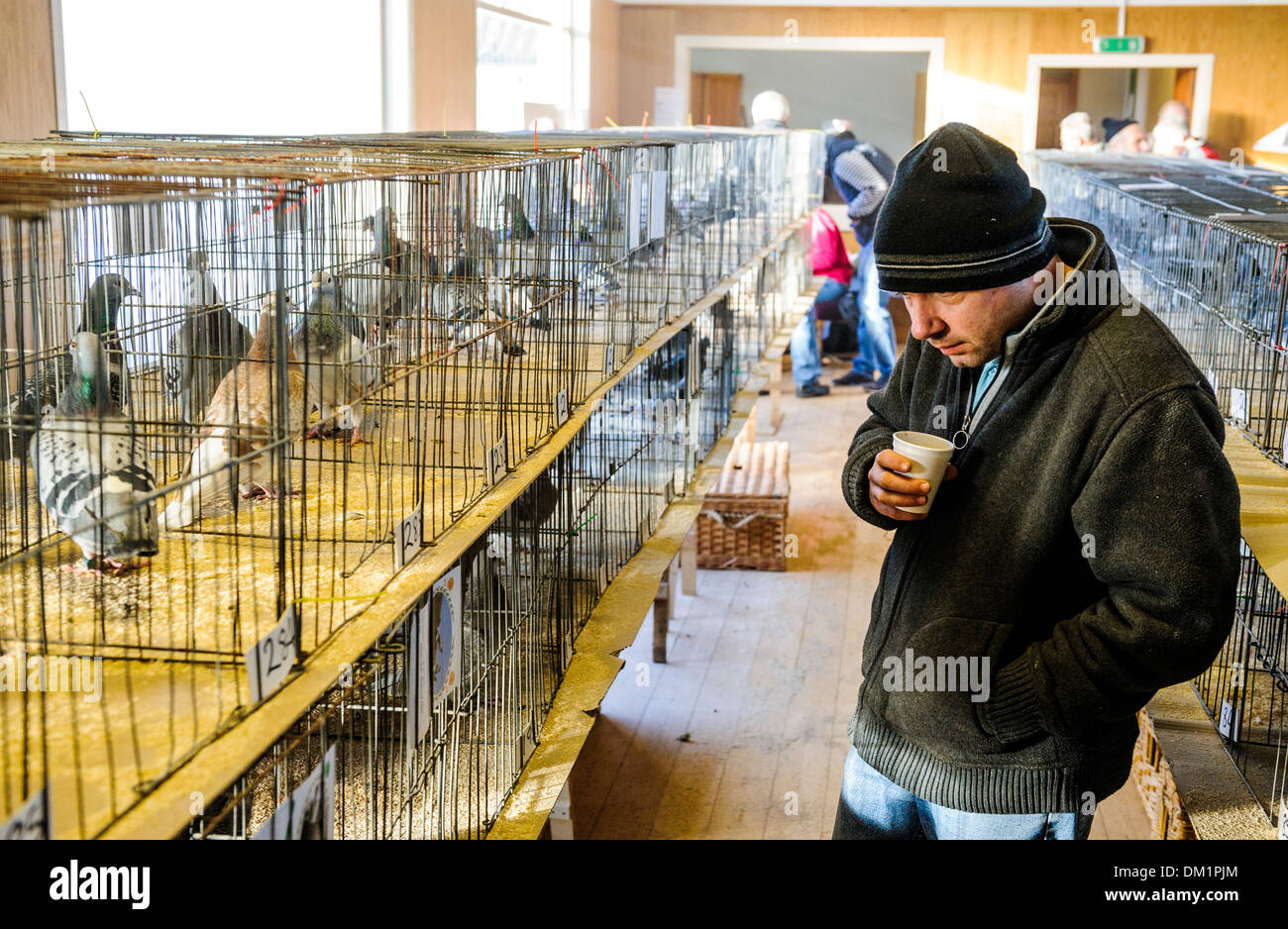 A man admiring the birds at a pigeon show in South Lanarkshire Scotland
