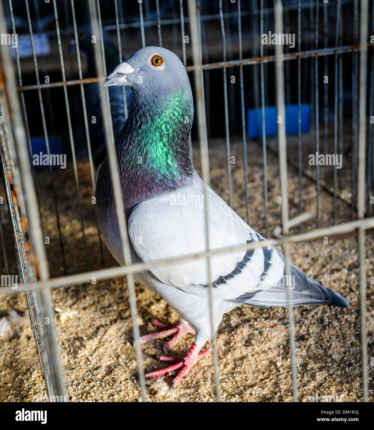 Pigeon in cage pigeon show hires stock photography and images Alamy