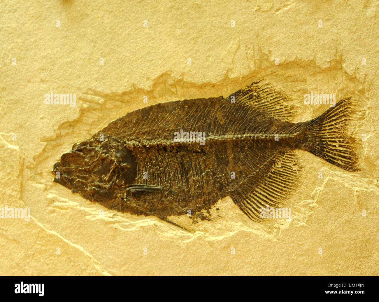 Placodemi fossil fish, Fossil Butte National monument Lincoln County Wyoming, Stock Photo