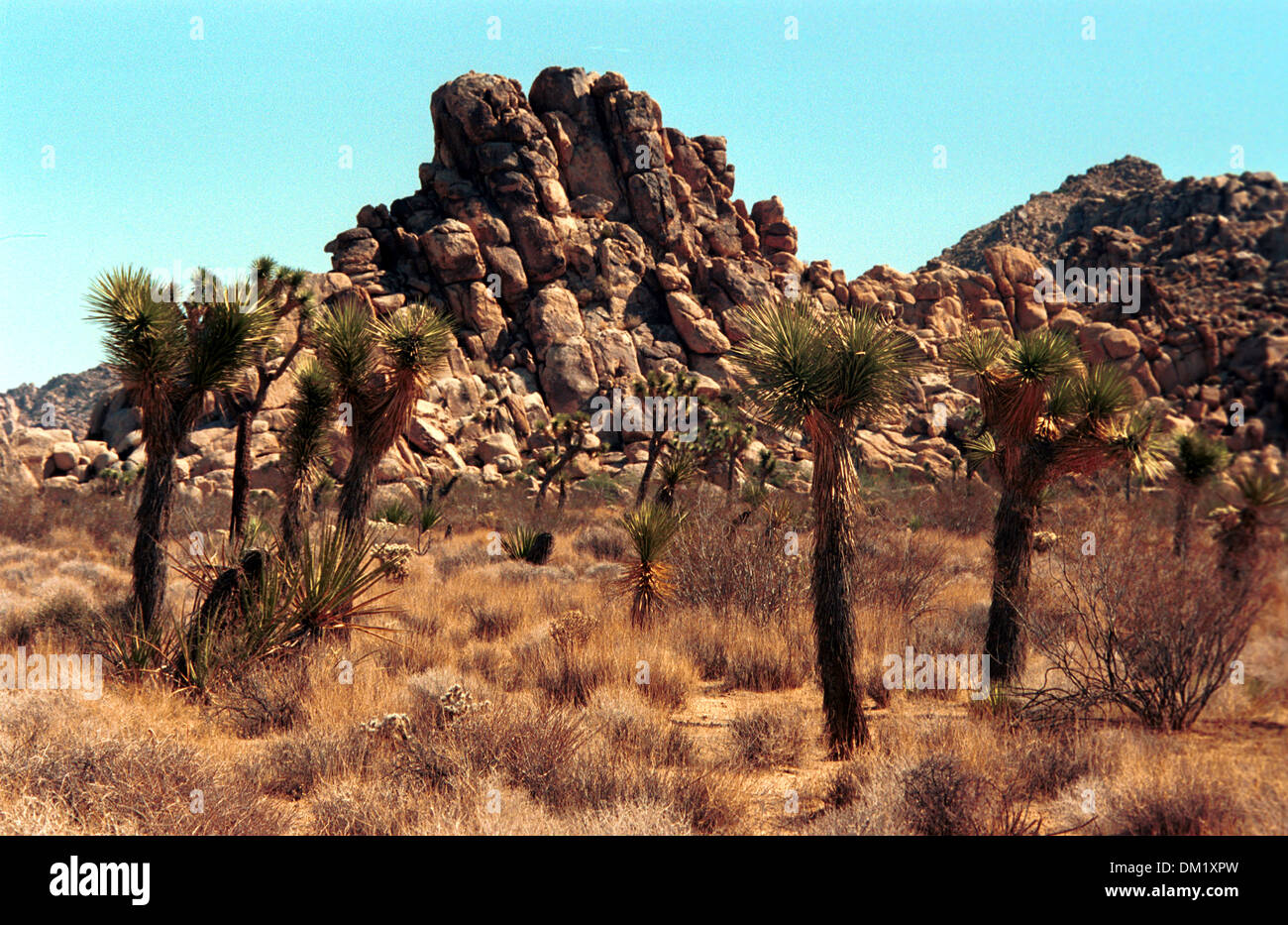 Joshua Trees characteristic of Mojave Desert Southern California, Stock Photo