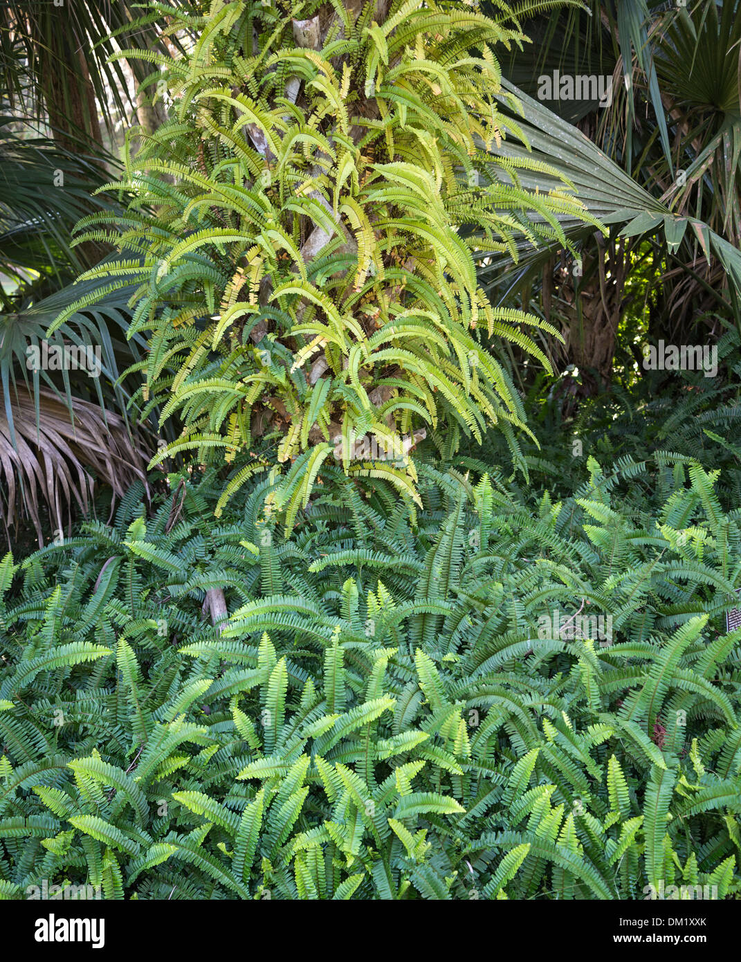 Kanapaha Botanical Gardens Gainesville Florida Stock Photo Alamy