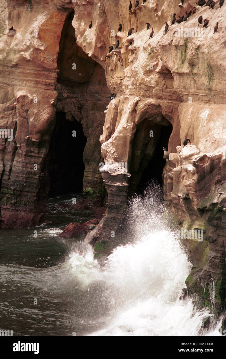 The La Jolla Caves,Pacific Ocean waves roll into sandstone sea cliff La Jolla California, 7 caves of La Jolla, Stock Photo