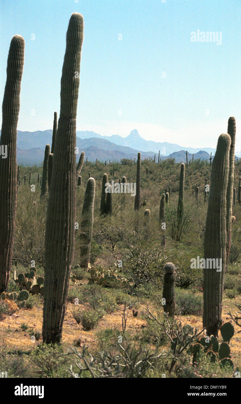 Saguaro Cactus in Sonoran Desert  Arizona, Stock Photo