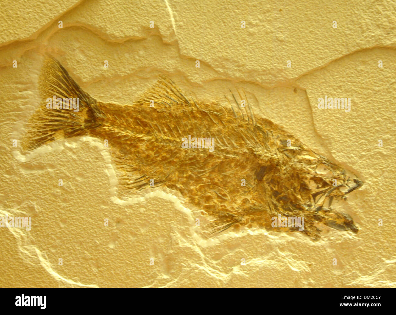 fossil fish, Fish from fossil record, cambrian explosion, ostracoderms, Placoderm fossils, Stock Photo