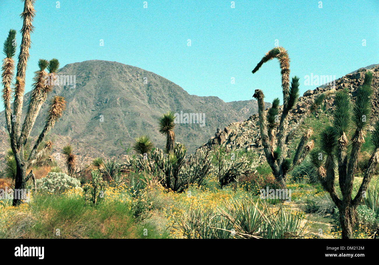 Mojava Desert of California unique ecosystems and habitats of 'Old West' of Southern California Joshua Trees, Stock Photo
