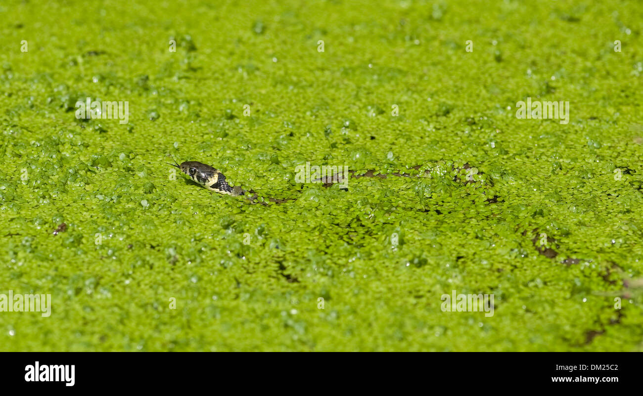 View of Snake feeding hi-res stock photography and images - Alamy