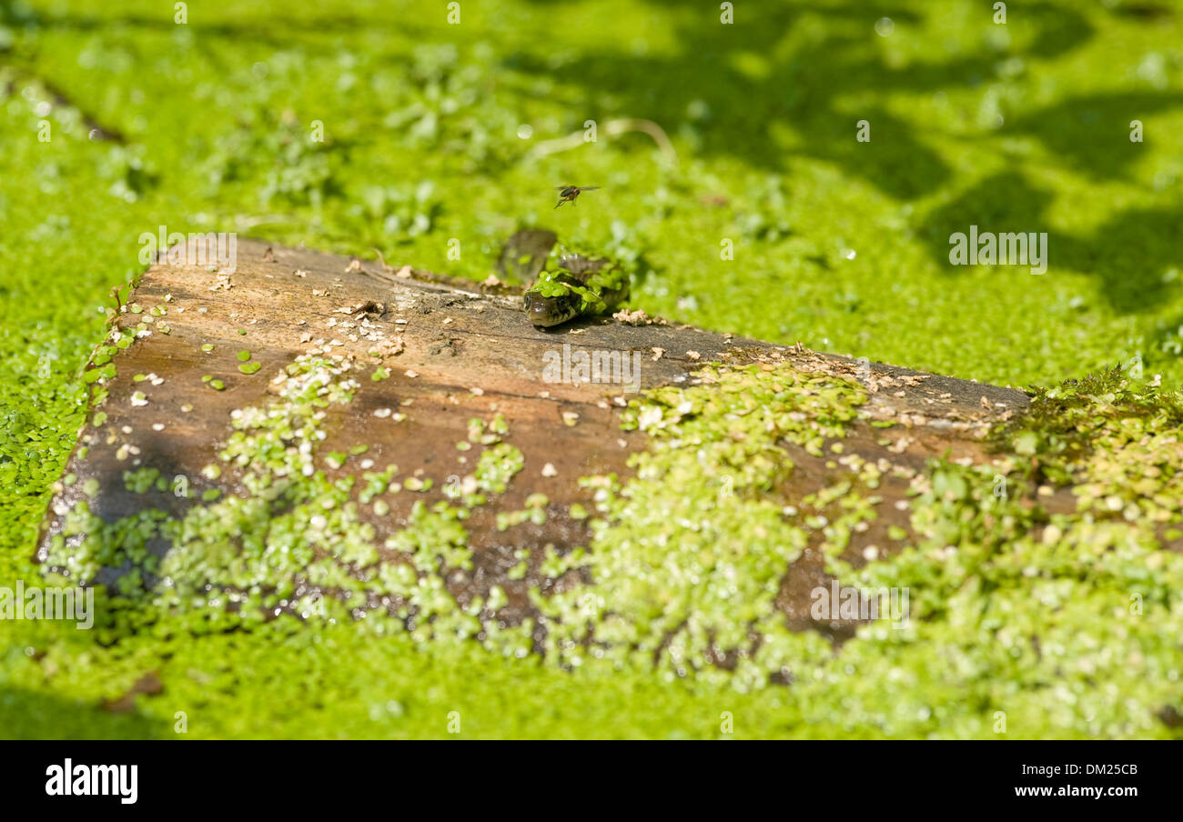 Stunning Outdoor Snake Feeding image