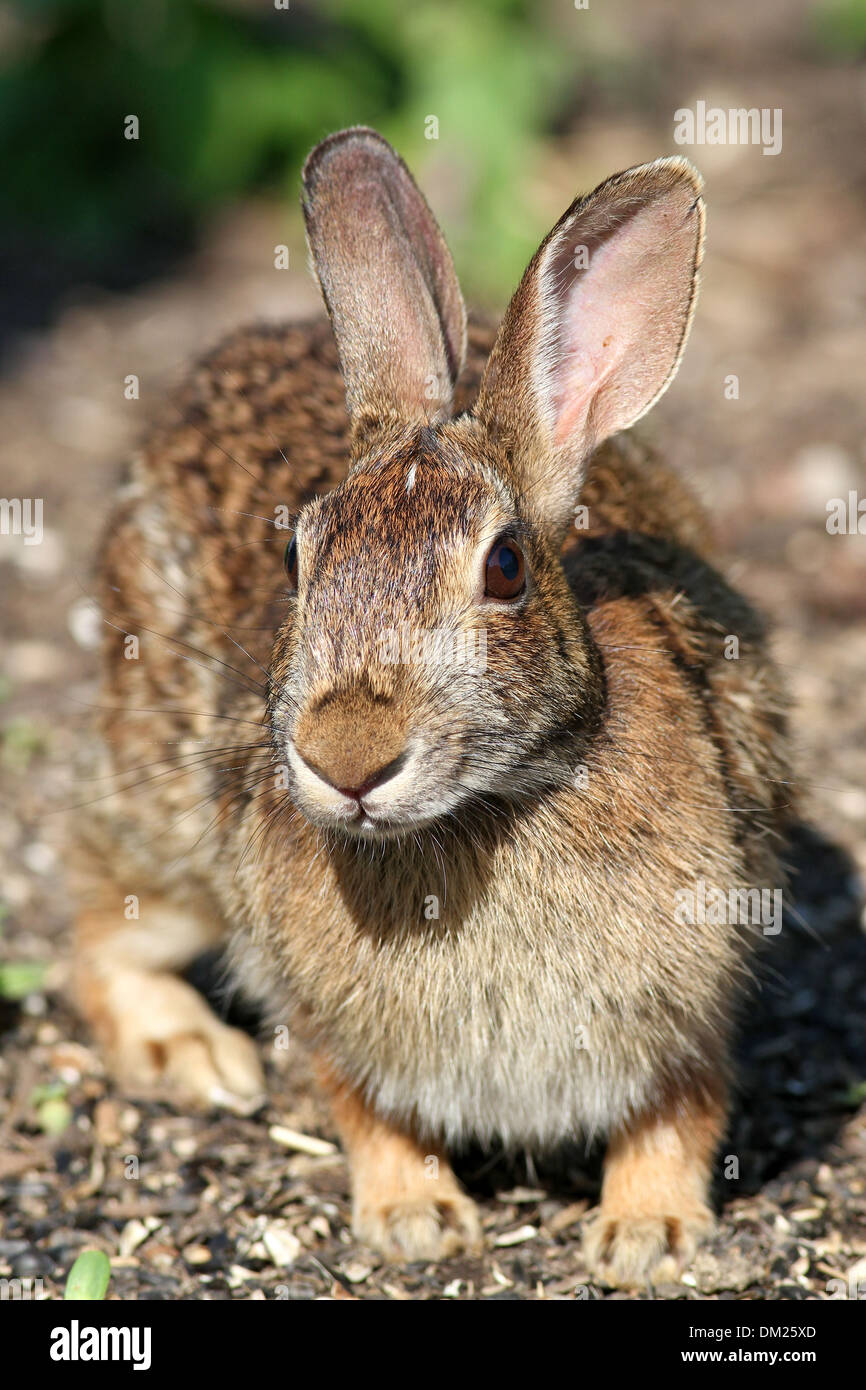 Eastern cottontail rabbit Stock Photo