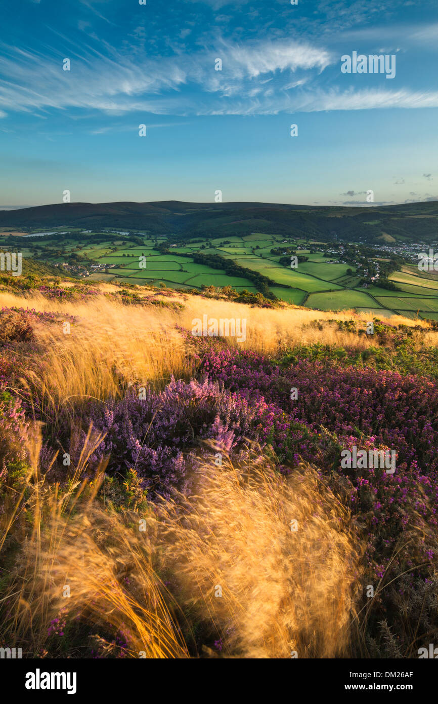 coastal heath (common heather bell heather and western gorse) on Bossington Hill in late summer Dunkery Beacon beyond Exmoor Stock Photo