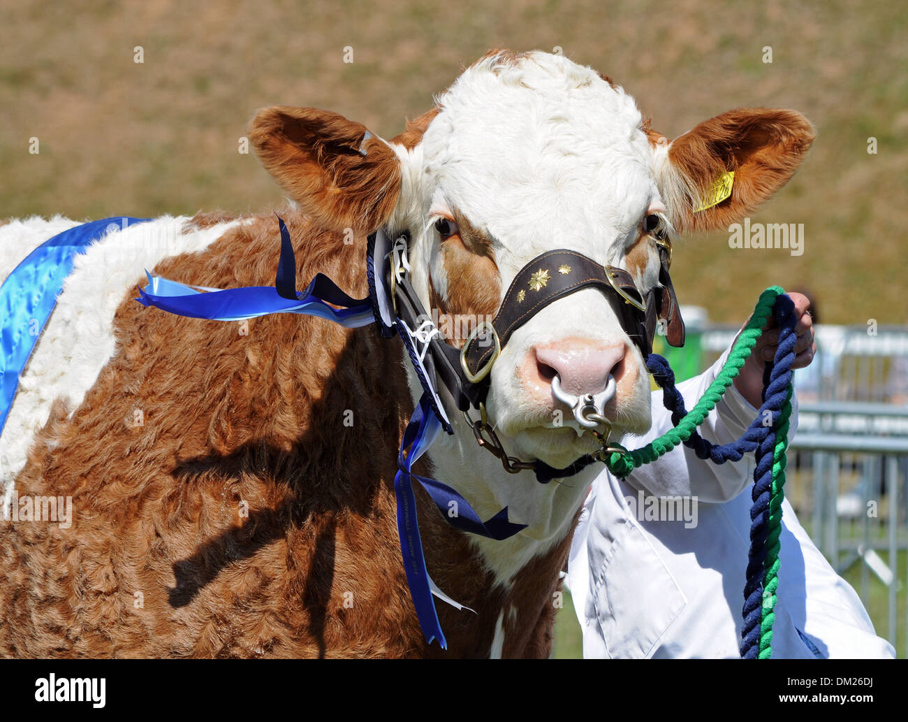A Hereford Bull Stock Photo - Alamy