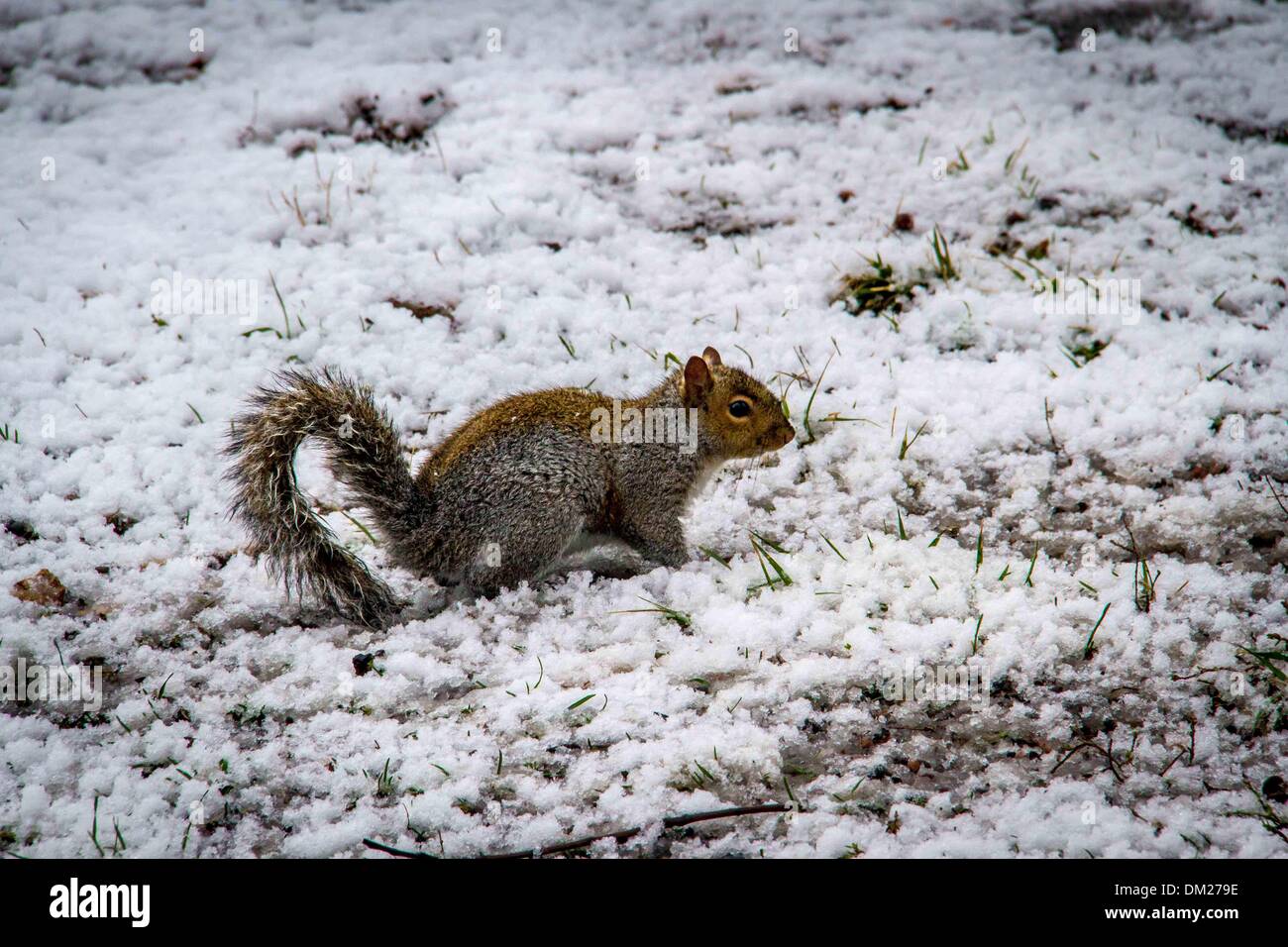 New York, USA. 10th Dec, 2013. A squirrel looks for something to eat during a snowfall in Central Park, New York City, United States, on Dec. 10, 2013. Credit:  Niu Xiaolei/Xinhua/Alamy Live News Stock Photo
