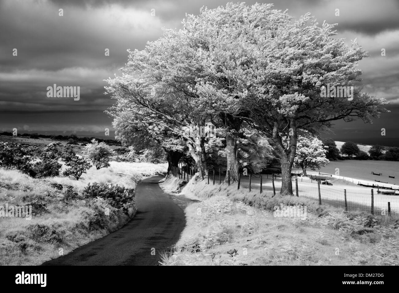 the road to Cloutsham, Stoke Pero Common, Exmoor, Somerset, England Stock Photo