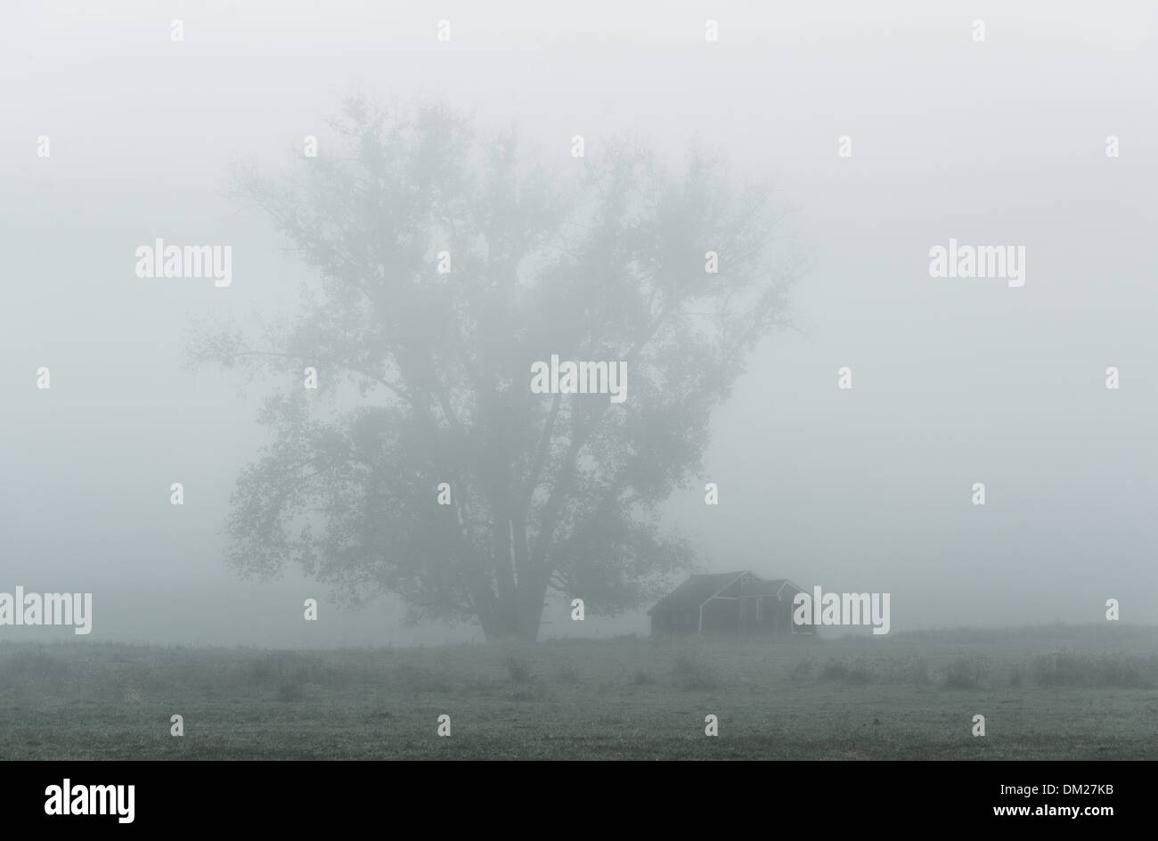 Foggy morning tree, Kent, Connecticut, USA Stock Photo