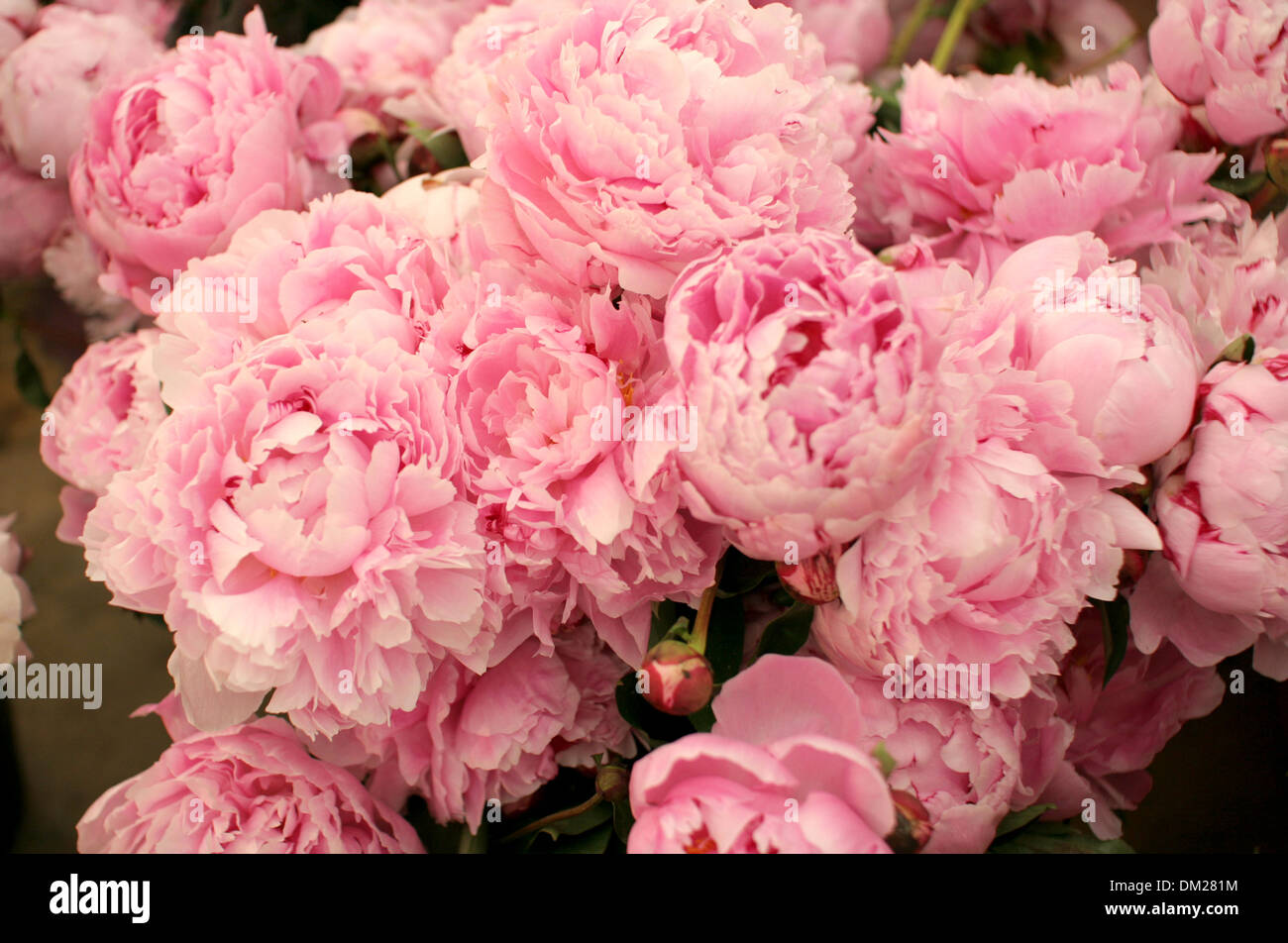 A huge bunch of pink peonies Stock Photo - Alamy