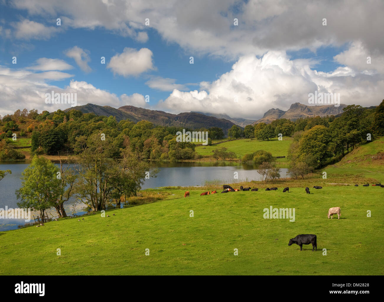 Beautiful Loughrigg Tarn with grazing cows and geese by the waters edge, Cumbria, England. Stock Photo