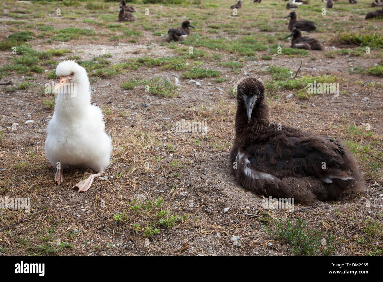 Leucistic white Laysan Albatross chick (Phoebastria immutabilis) beside chick with normal brown pigmentation on nest in a North Pacific nesting colony Stock Photo